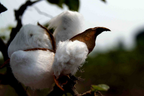 What are some facts about cotton?
