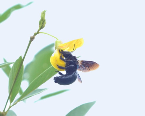 carpenter bee on flower2